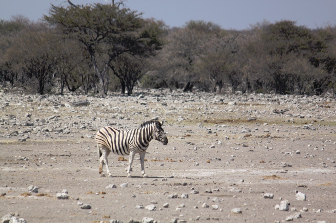 Namibie_Etosha3_2015_Img0136