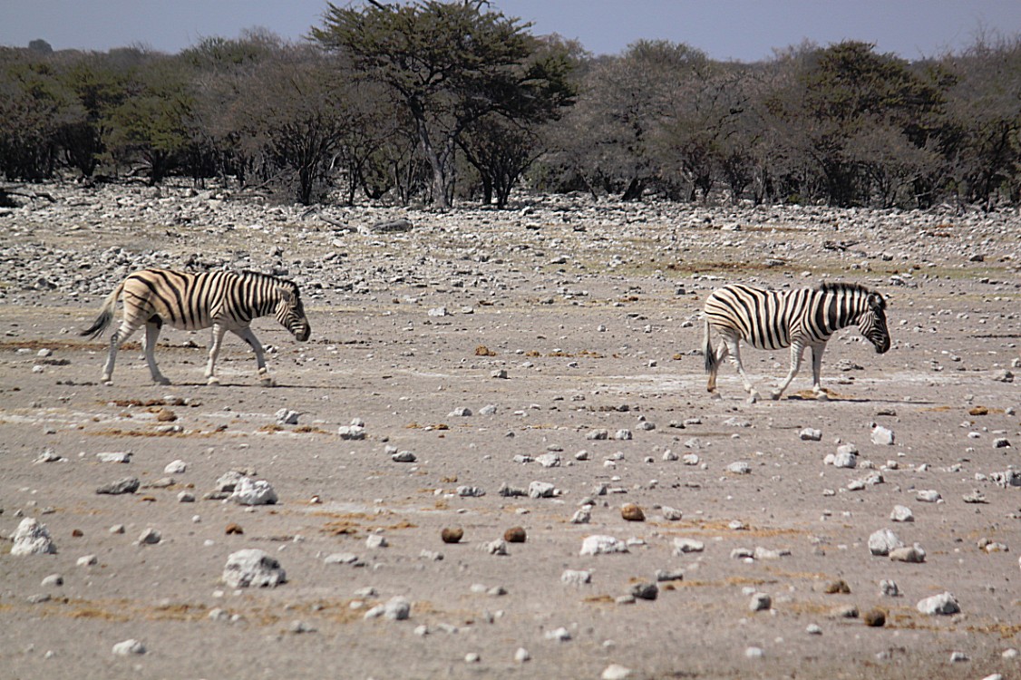 Namibie_Etosha3_2015_Img0137