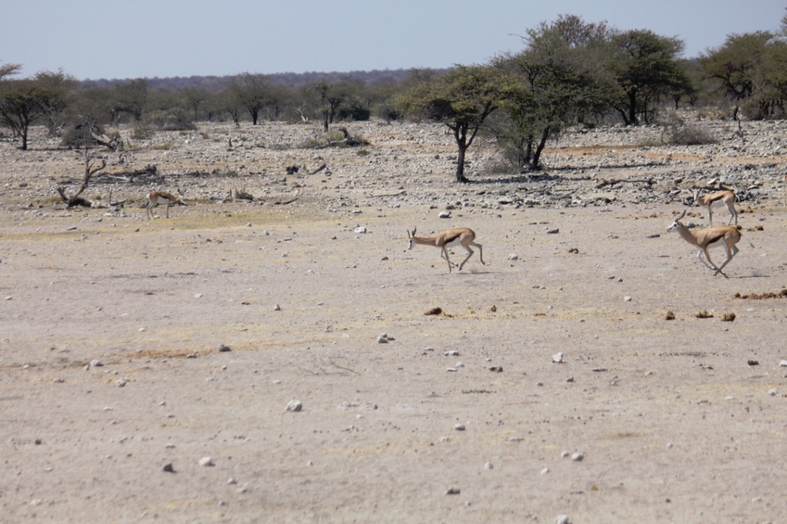 Namibie_Etosha4_2015_Img0001