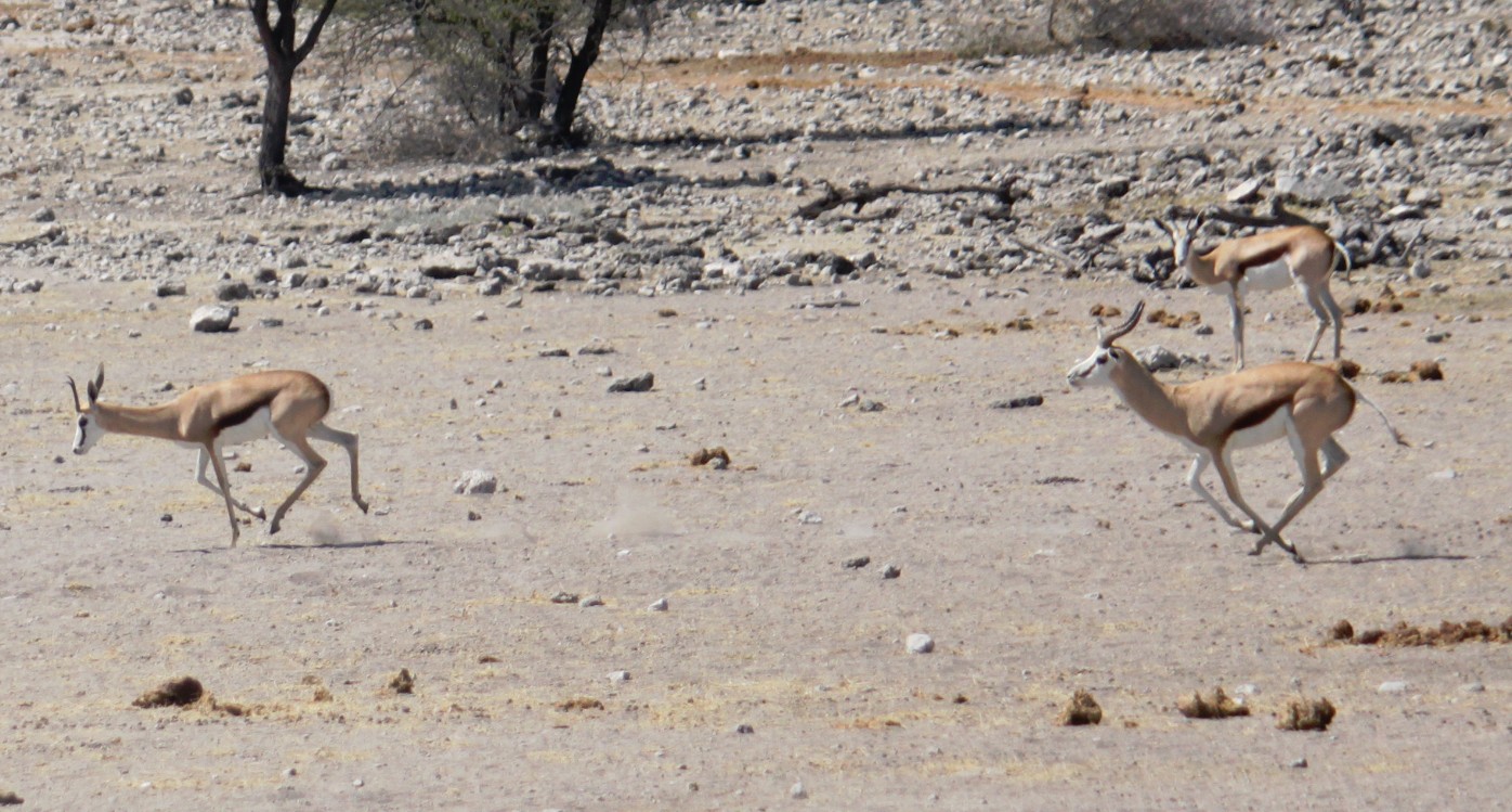 Namibie_Etosha4_2015_Img0002