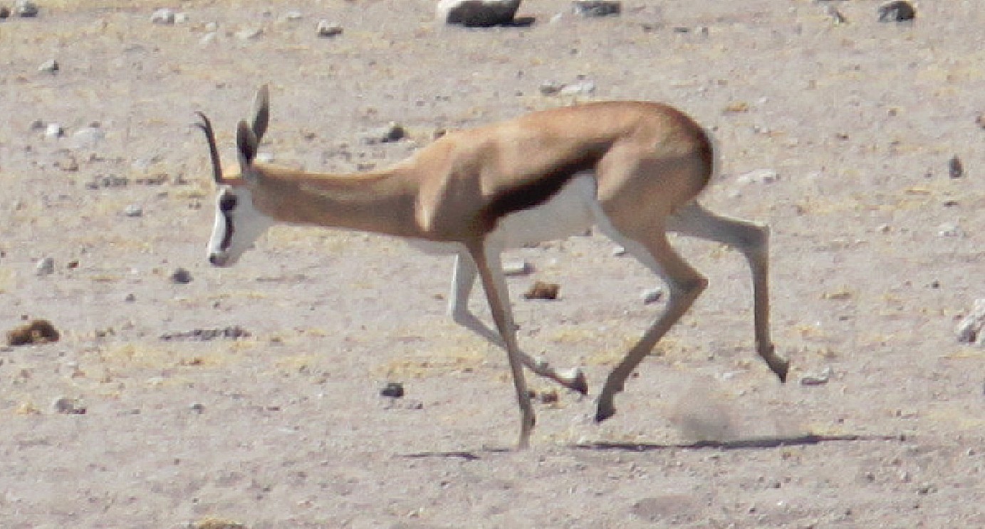 Namibie_Etosha4_2015_Img0003