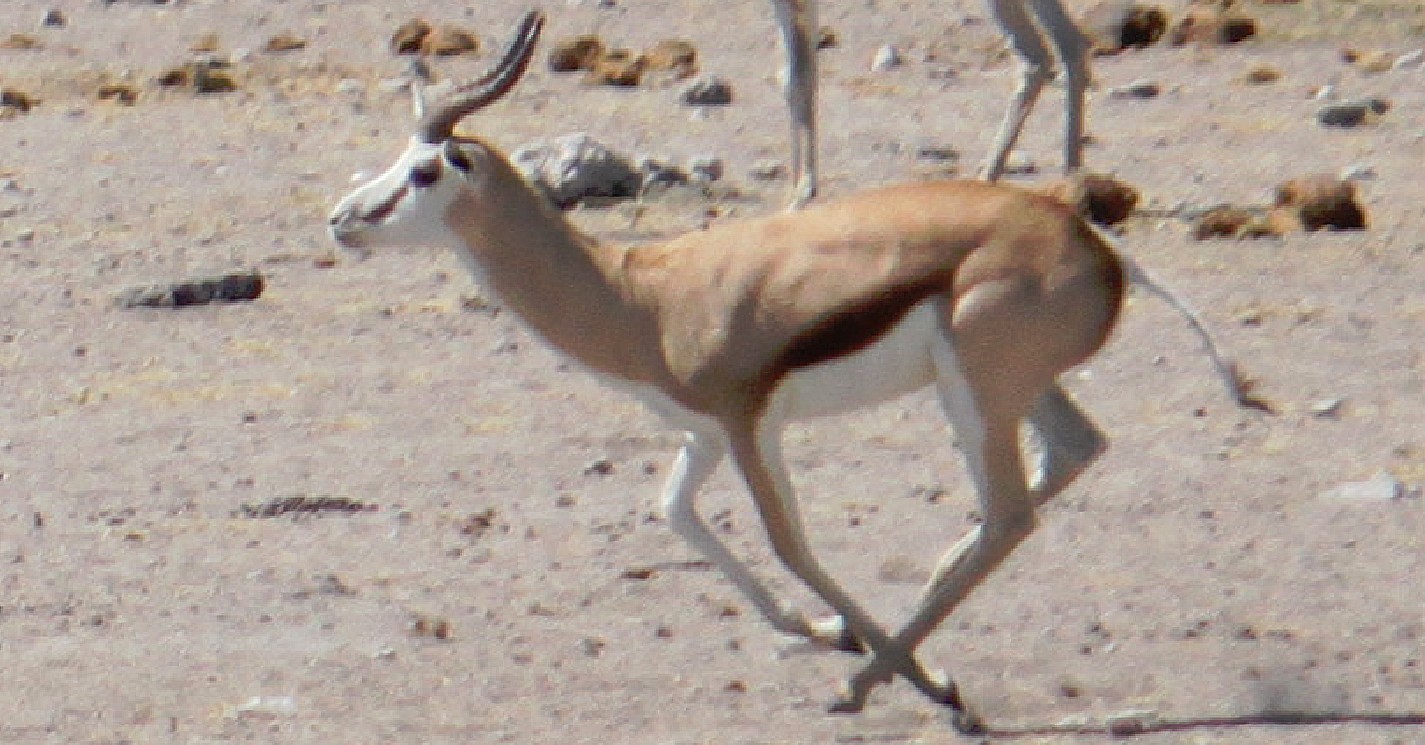 Namibie_Etosha4_2015_Img0004