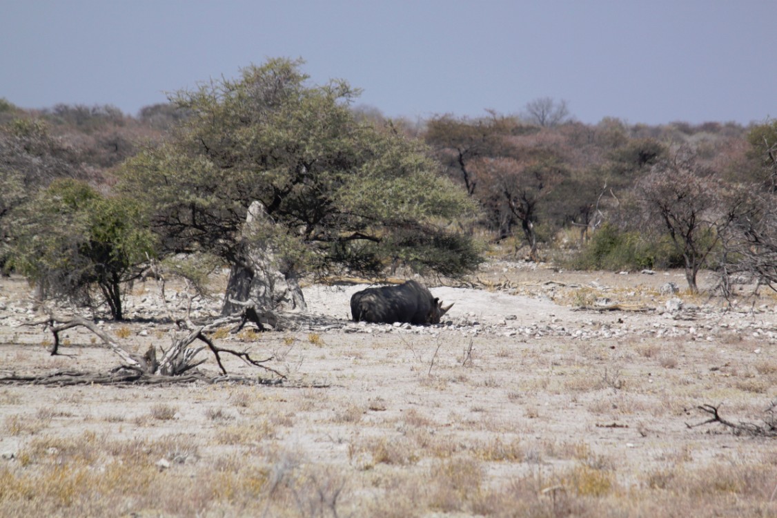 Namibie_Etosha4_2015_Img0006