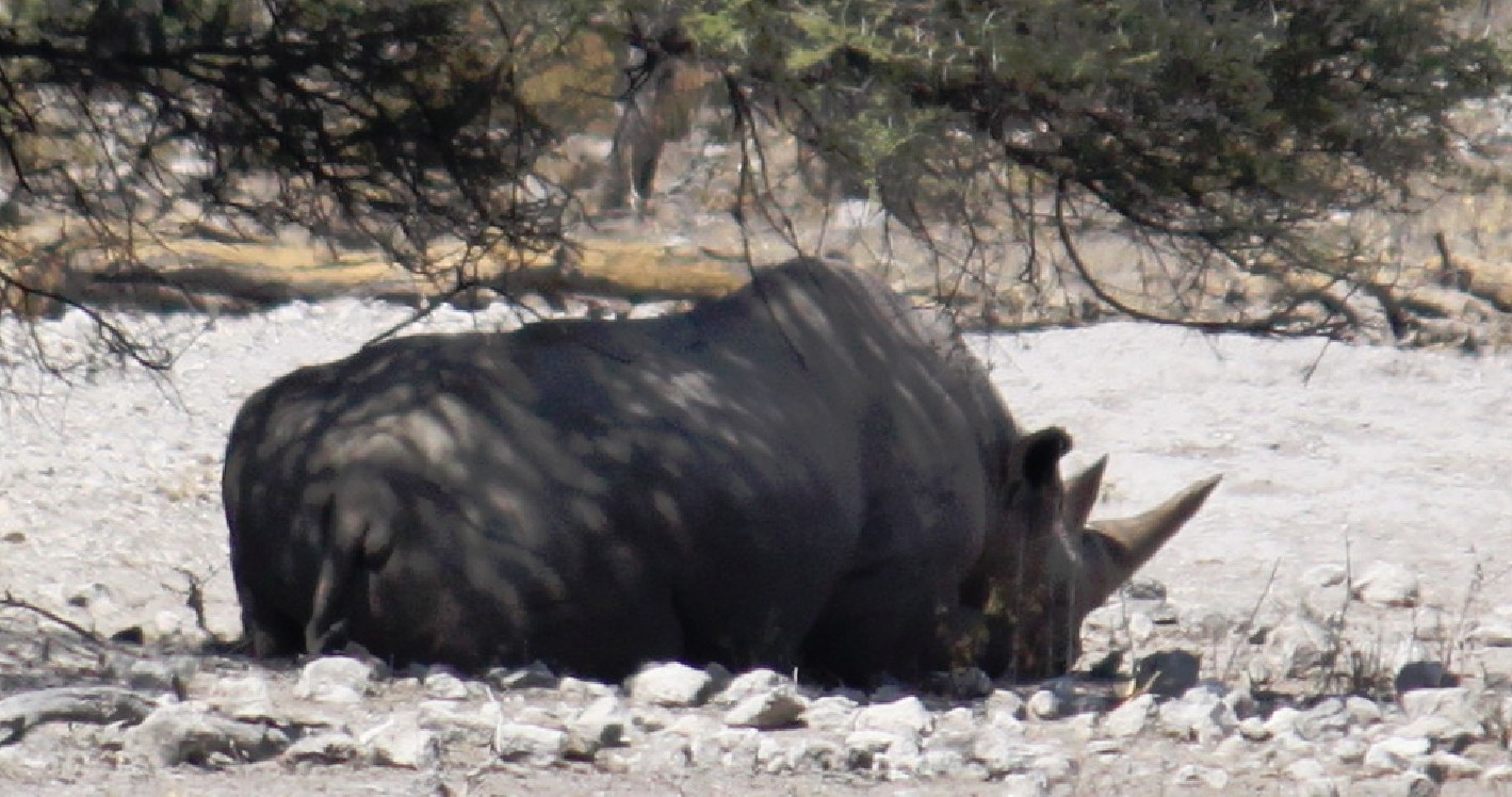 Namibie_Etosha4_2015_Img0007