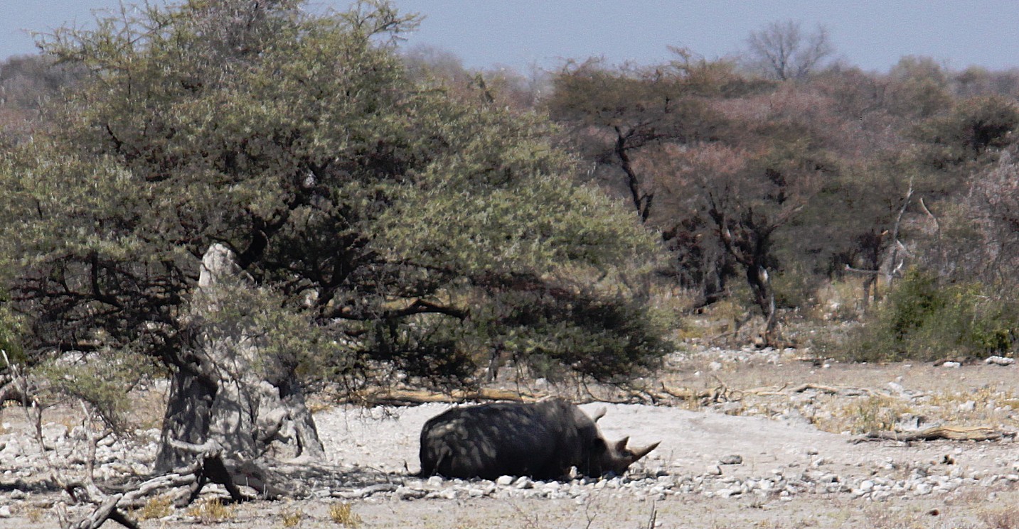 Namibie_Etosha4_2015_Img0008