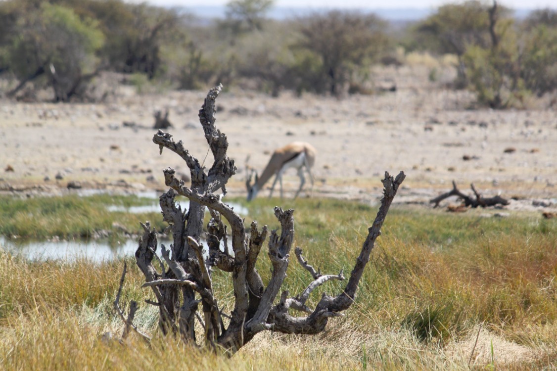 Namibie_Etosha4_2015_Img0013