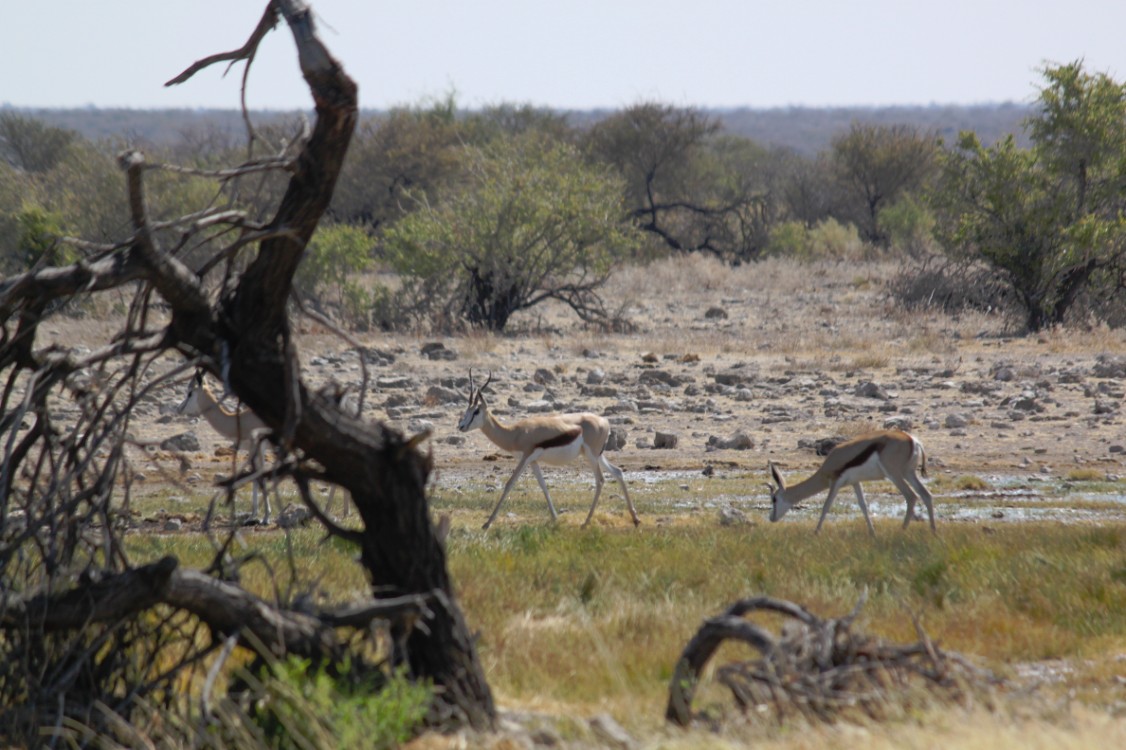 Namibie_Etosha4_2015_Img0014