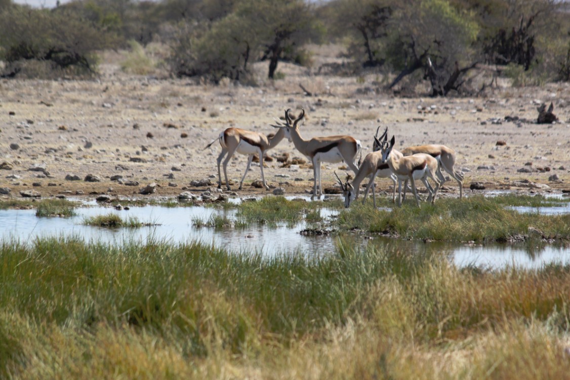 Namibie_Etosha4_2015_Img0016