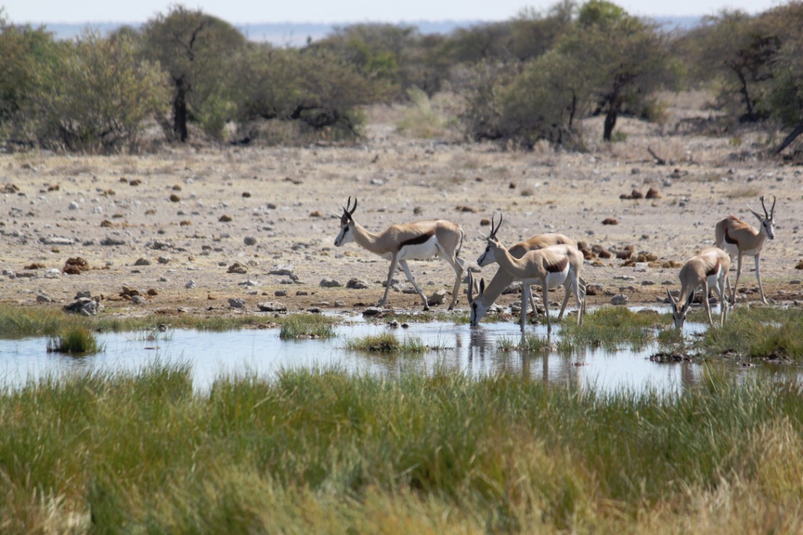 Namibie_Etosha4_2015_Img0017