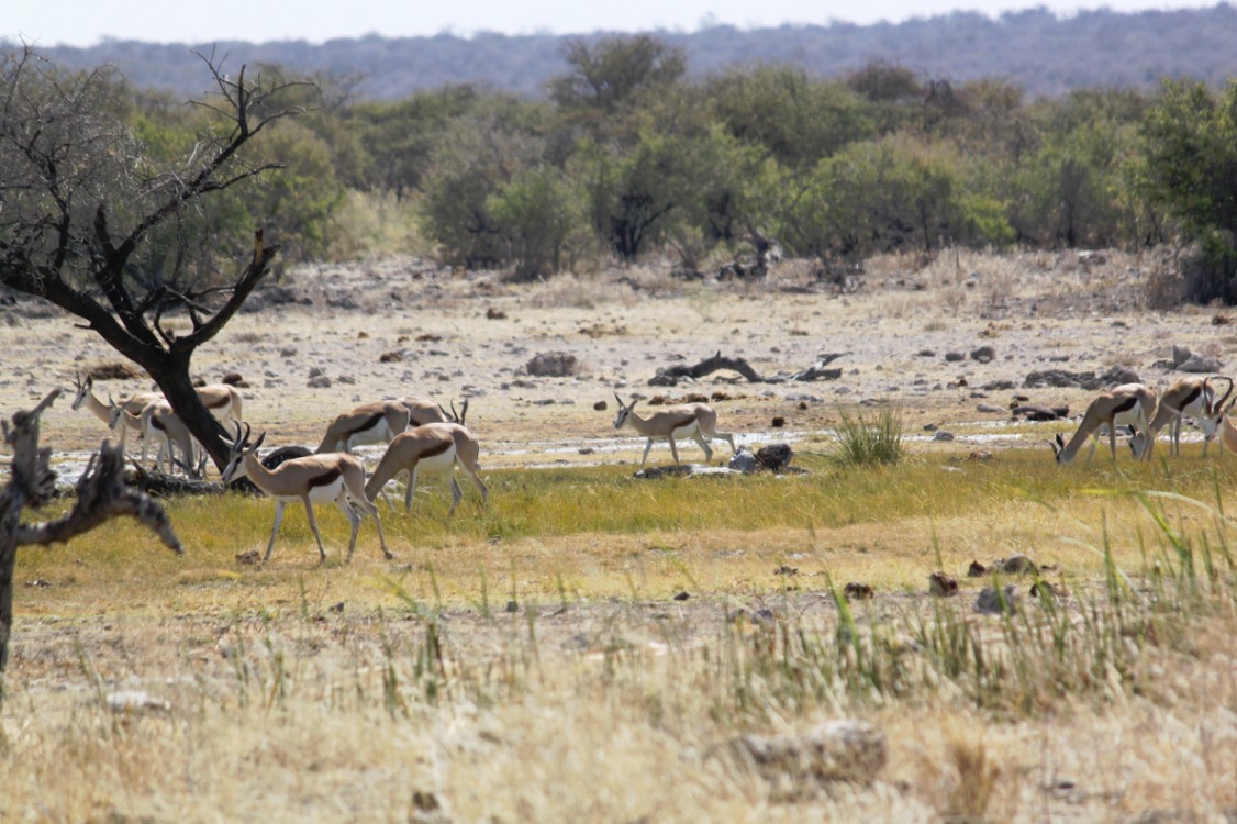 Namibie_Etosha4_2015_Img0018