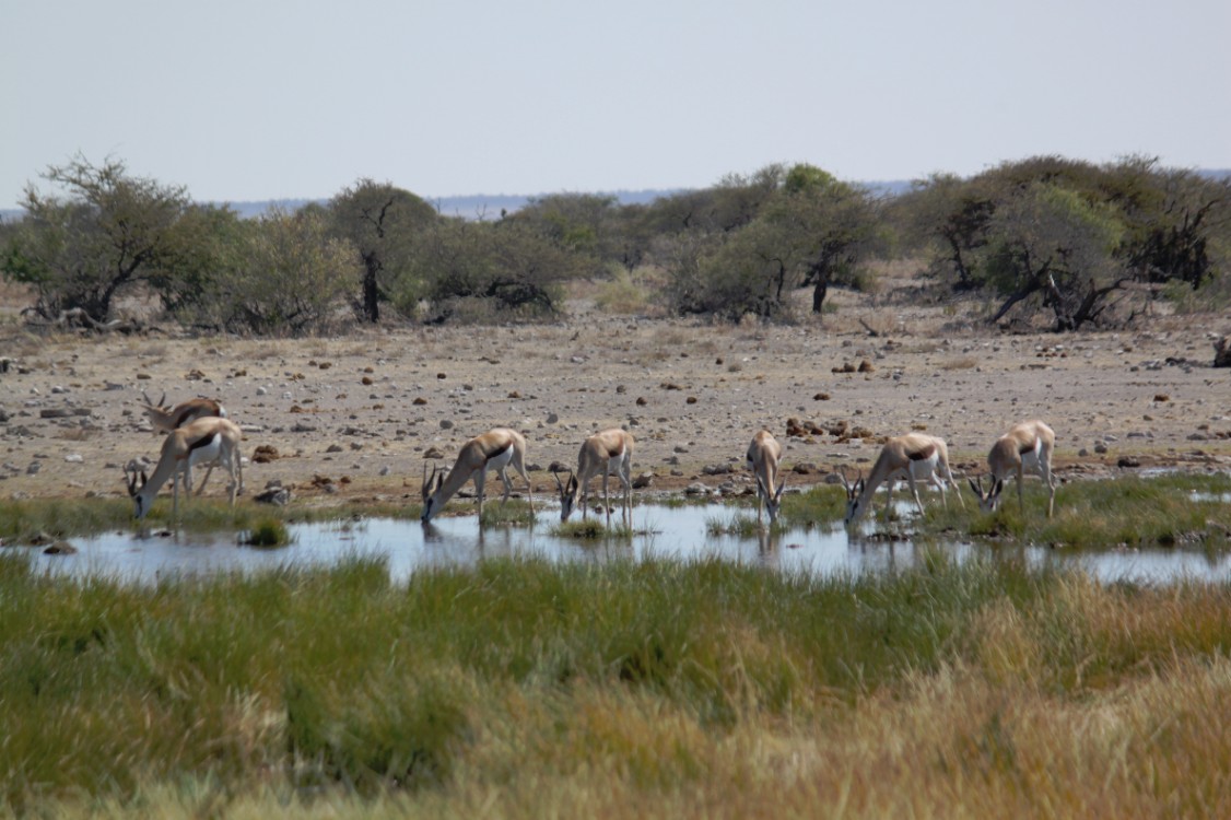 Namibie_Etosha4_2015_Img0019