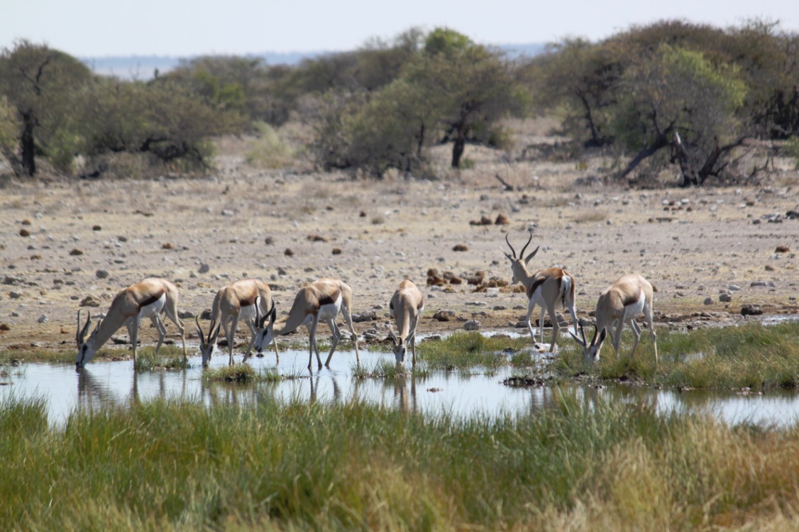 Namibie_Etosha4_2015_Img0020