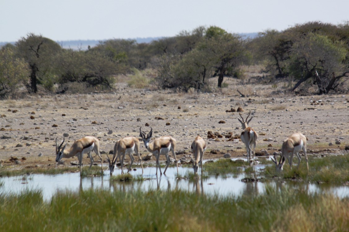 Namibie_Etosha4_2015_Img0021