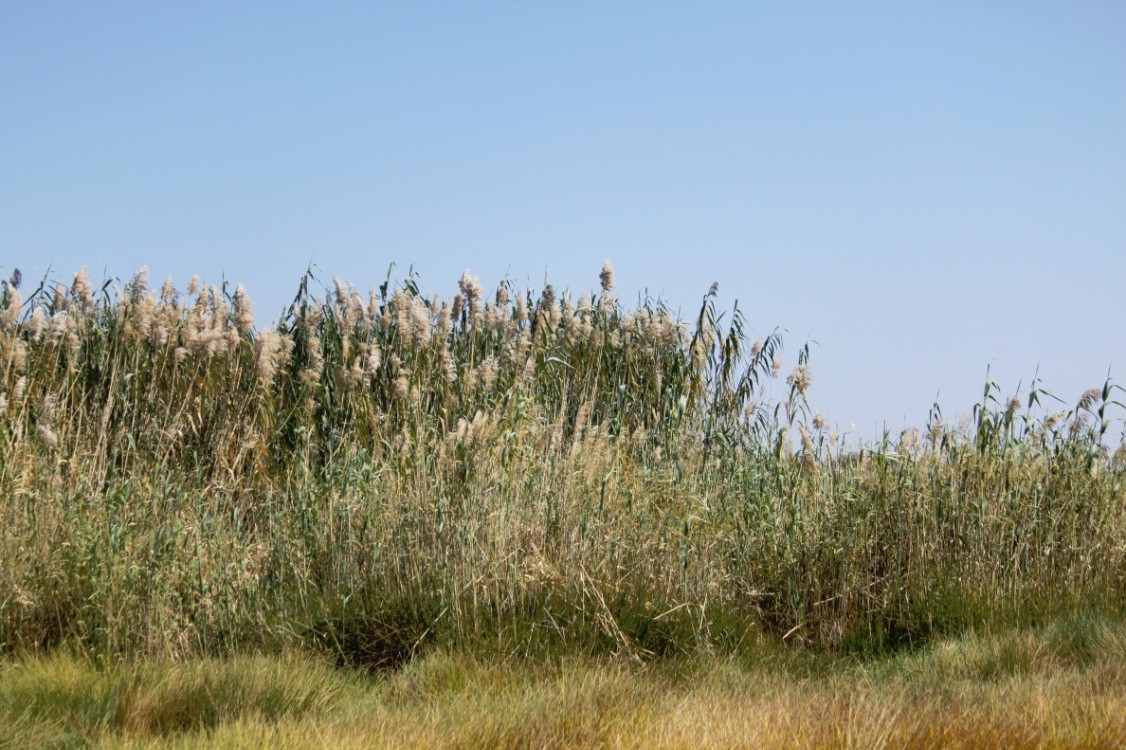 Namibie_Etosha4_2015_Img0023