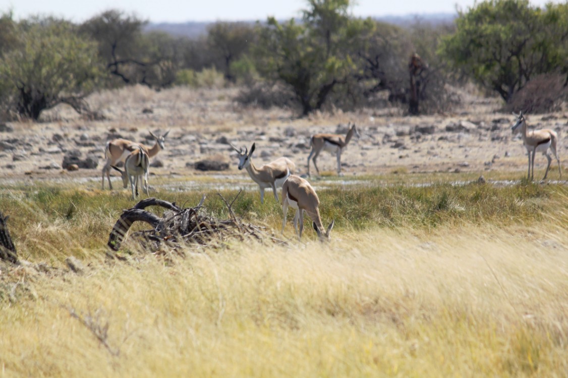 Namibie_Etosha4_2015_Img0025