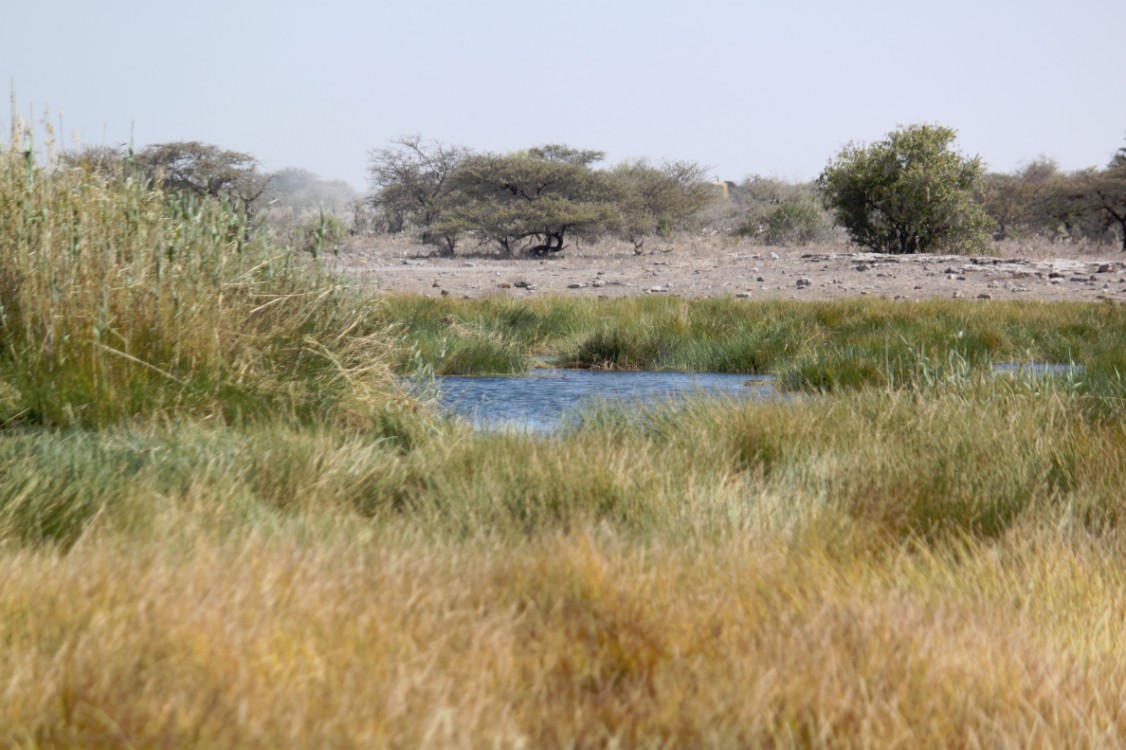 Namibie_Etosha4_2015_Img0026