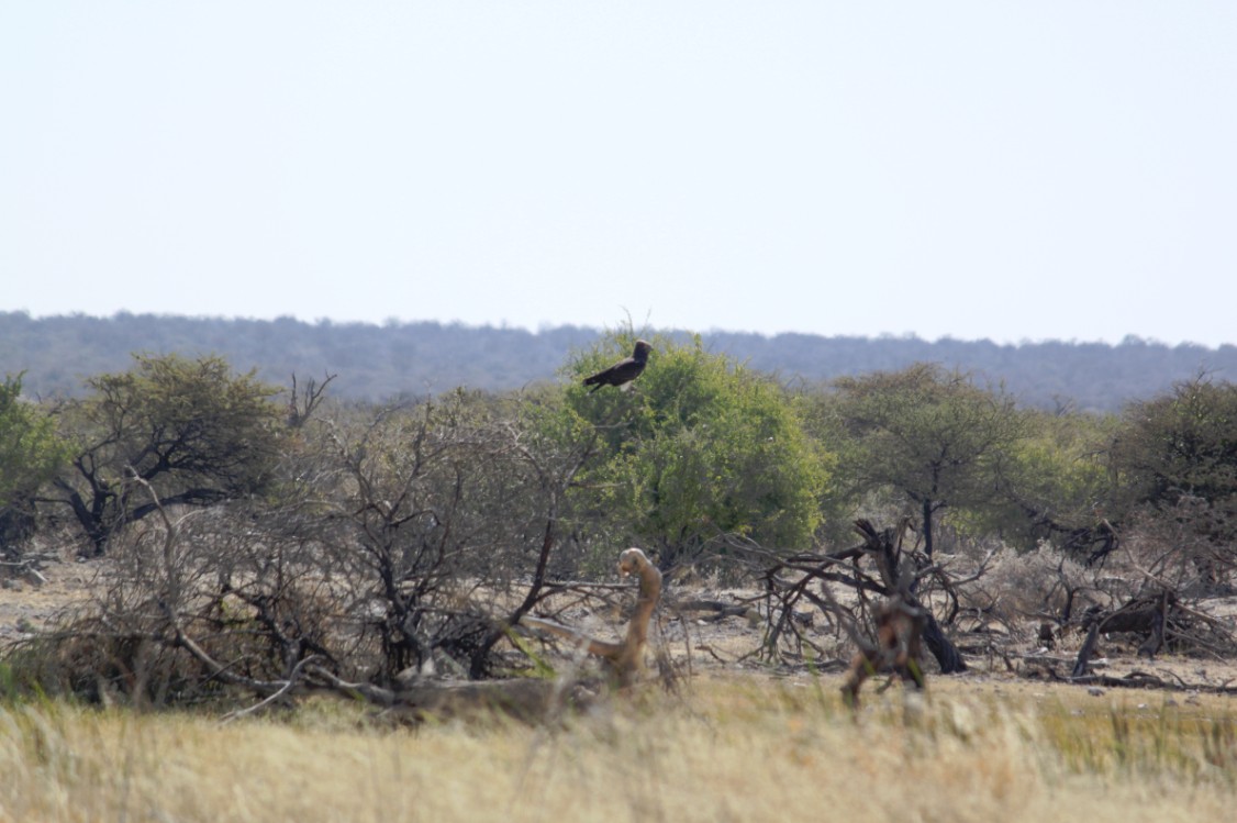 Namibie_Etosha4_2015_Img0027