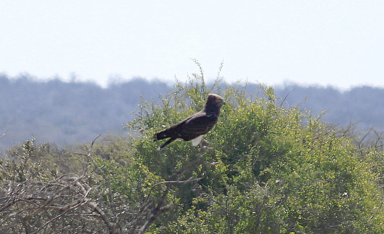 Namibie_Etosha4_2015_Img0028