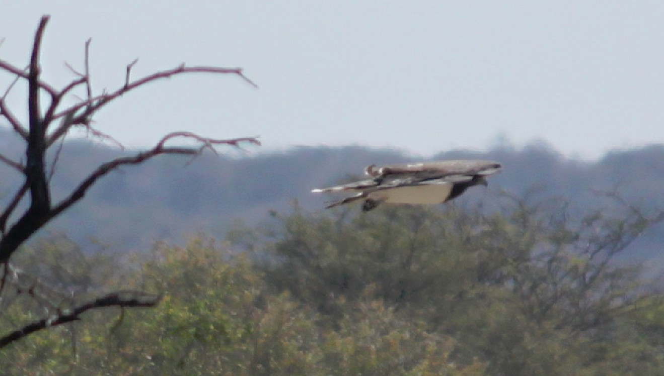 Namibie_Etosha4_2015_Img0029