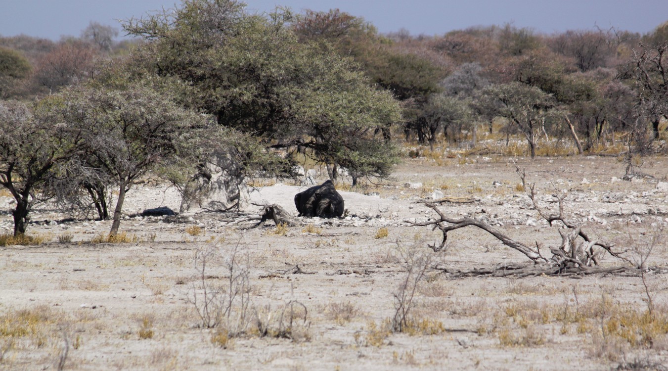 Namibie_Etosha4_2015_Img0037