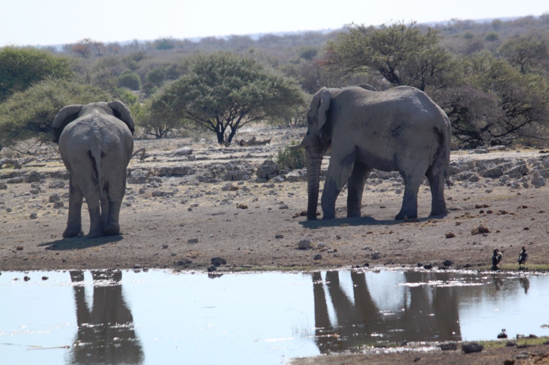 Namibie_Etosha4_2015_Img0038