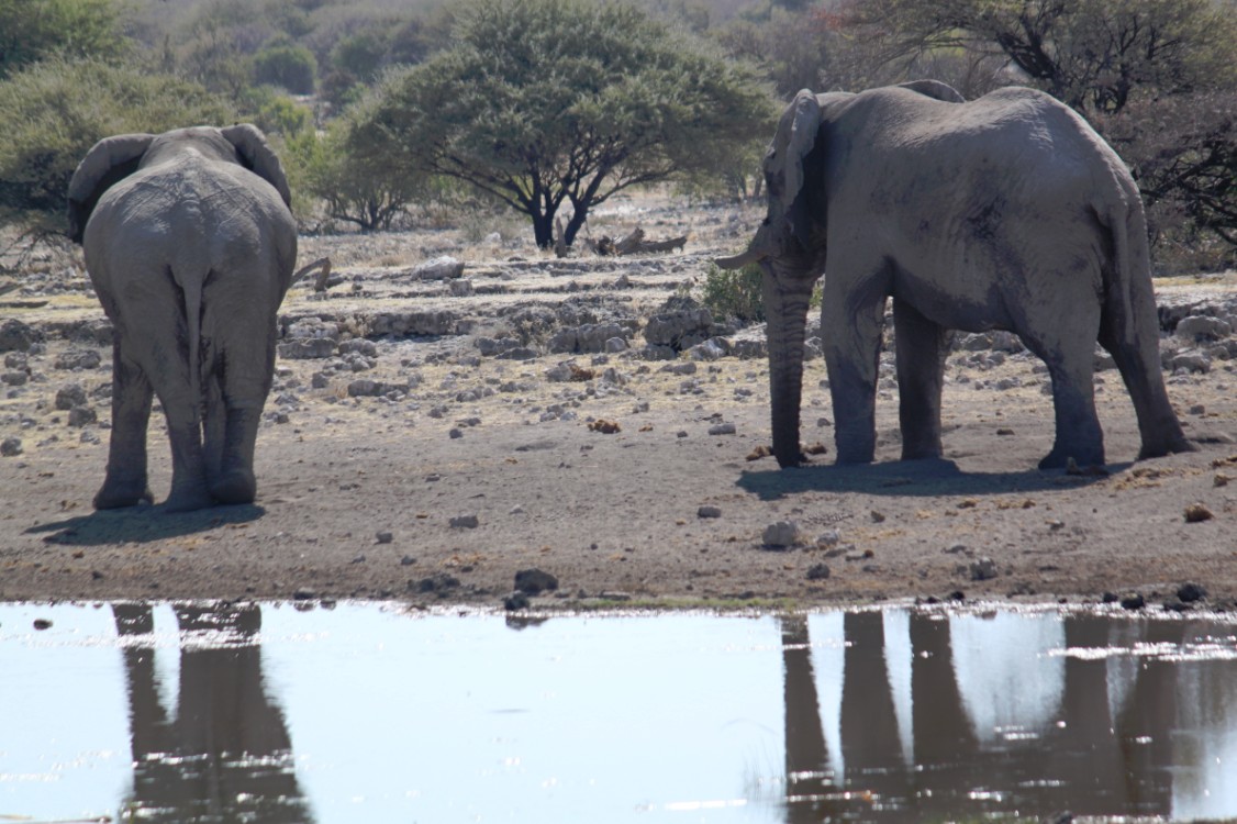 Namibie_Etosha4_2015_Img0039