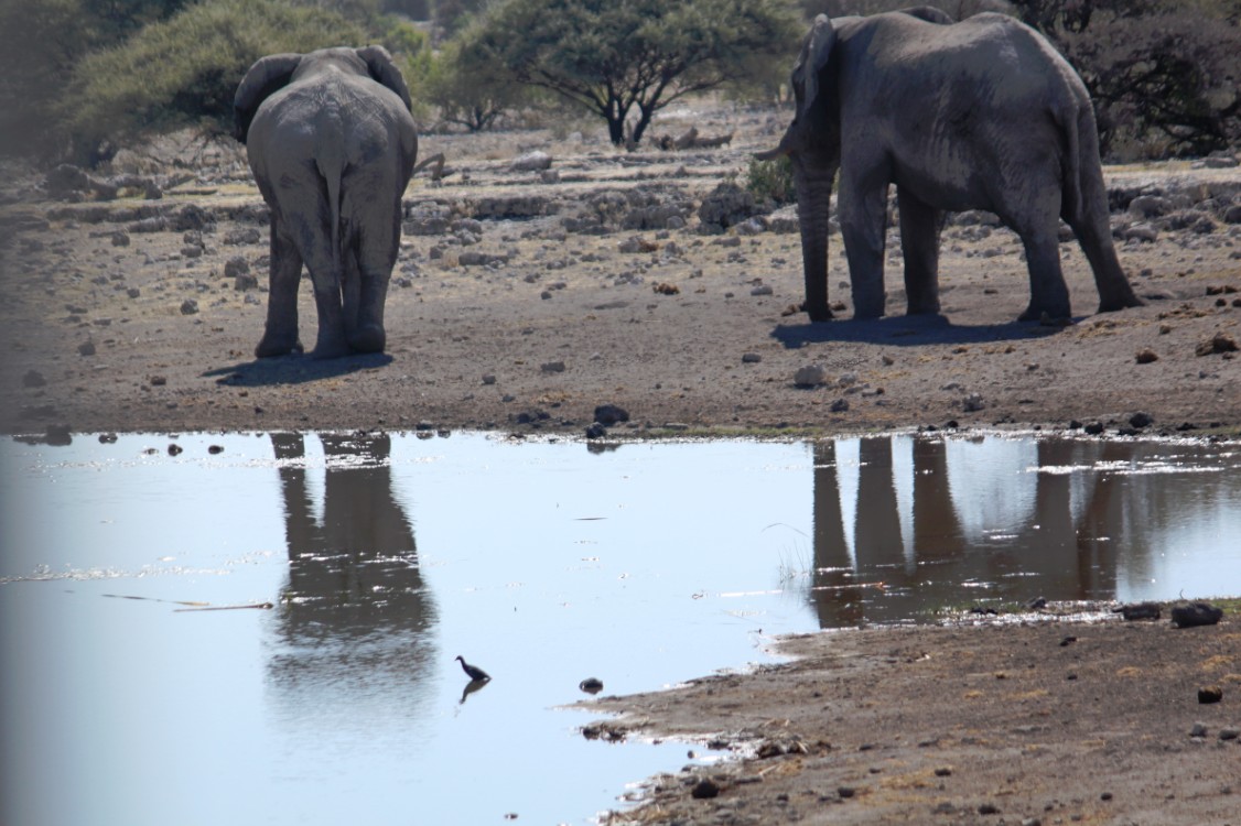 Namibie_Etosha4_2015_Img0040