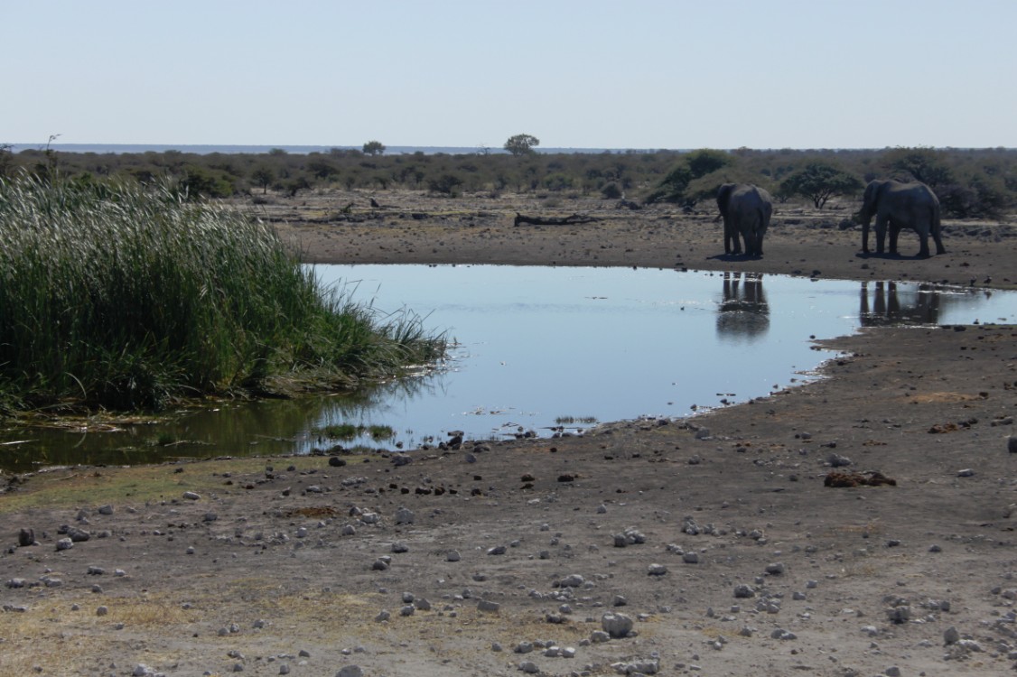 Namibie_Etosha4_2015_Img0041