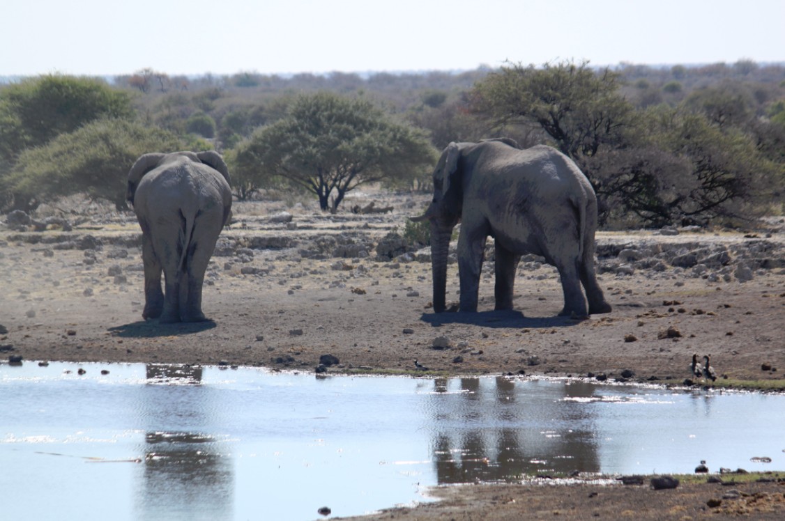 Namibie_Etosha4_2015_Img0042