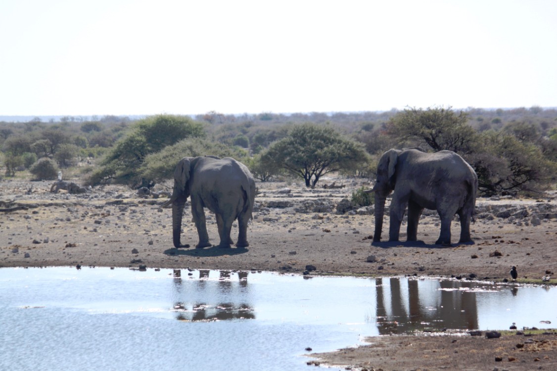 Namibie_Etosha4_2015_Img0043