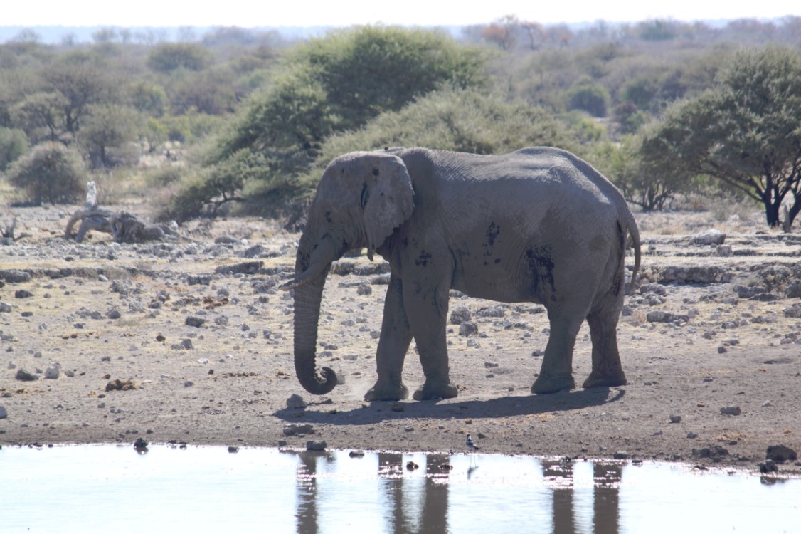 Namibie_Etosha4_2015_Img0044