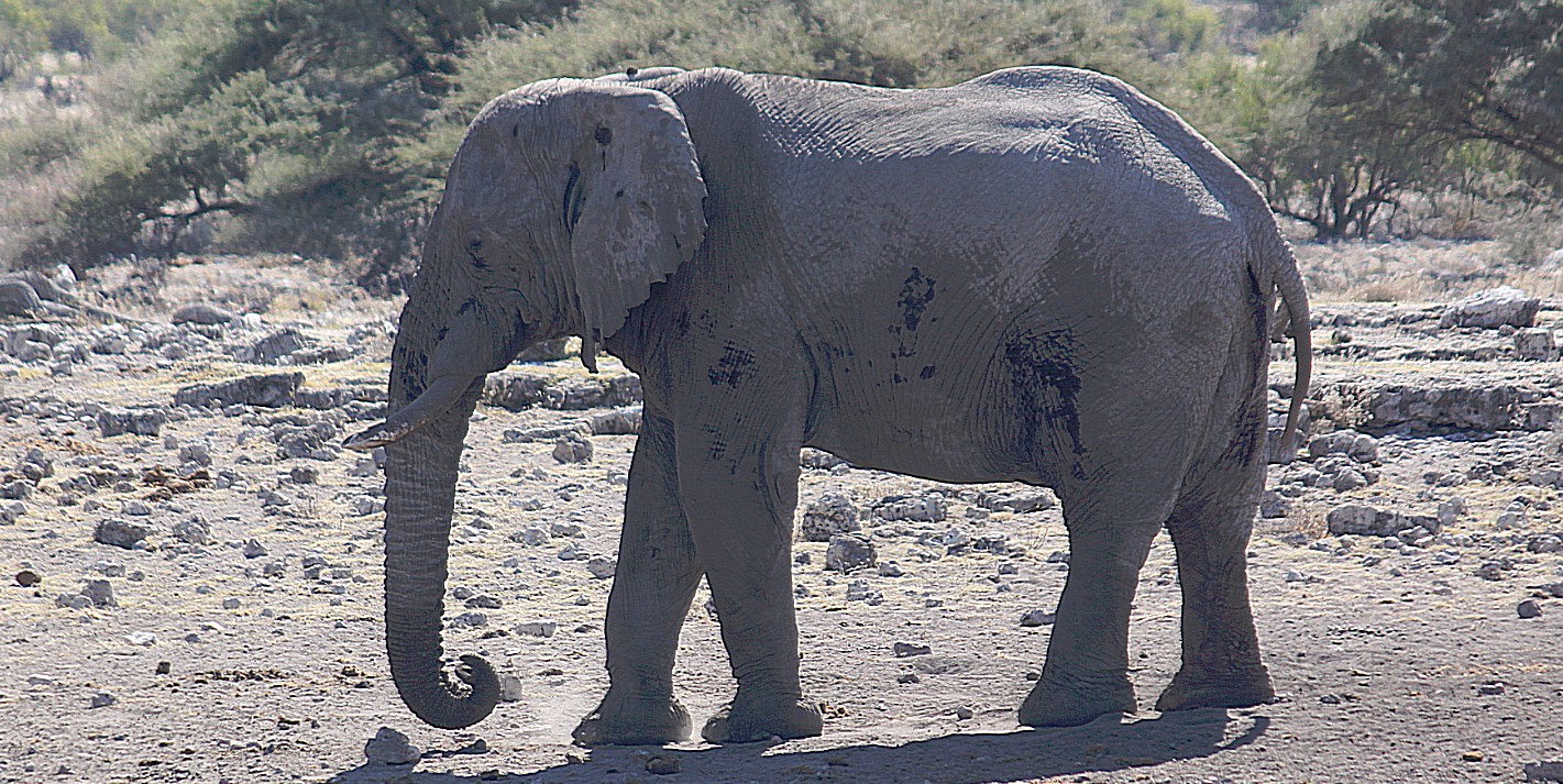 Namibie_Etosha4_2015_Img0045