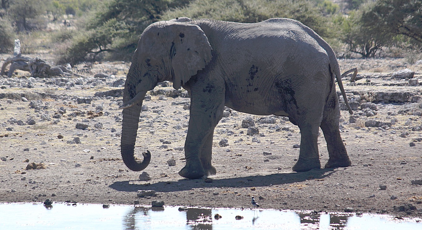 Namibie_Etosha4_2015_Img0046