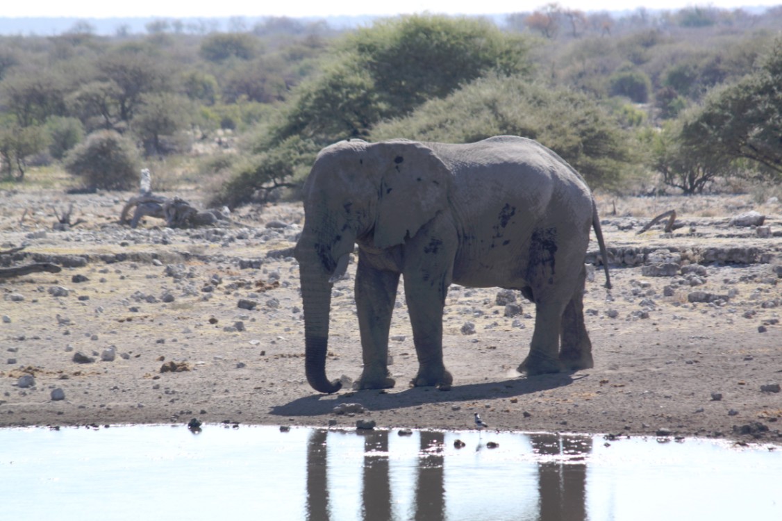 Namibie_Etosha4_2015_Img0047