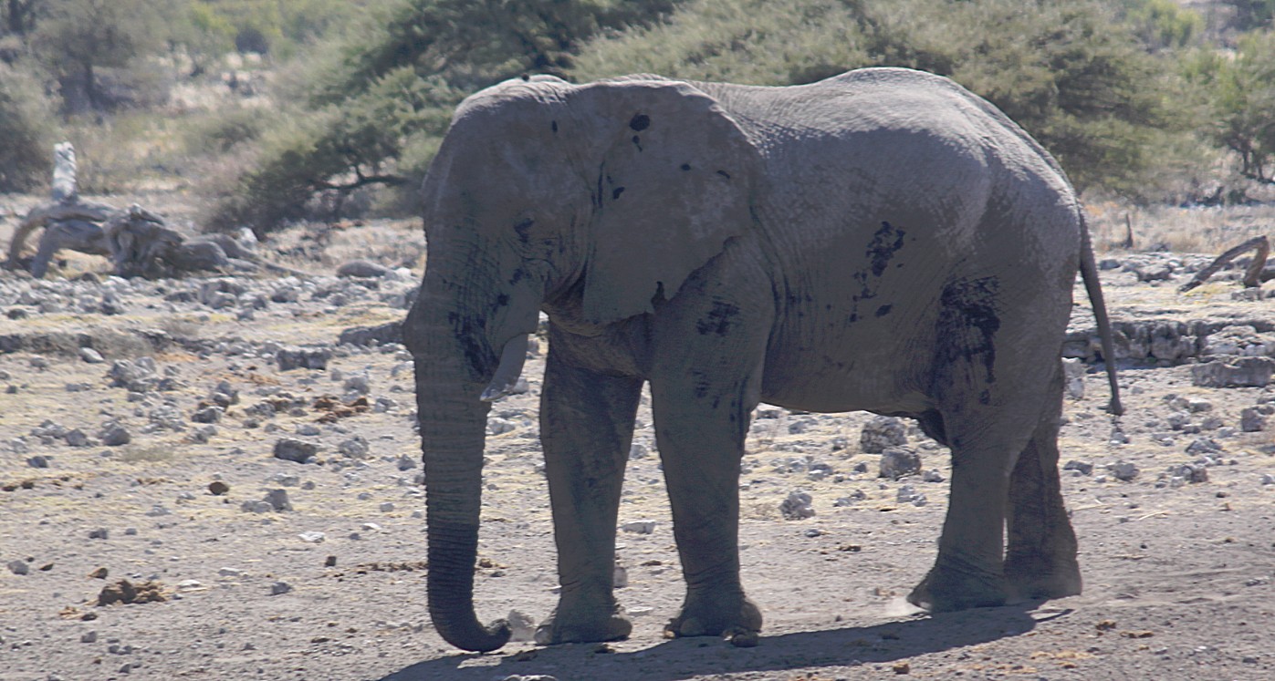 Namibie_Etosha4_2015_Img0048