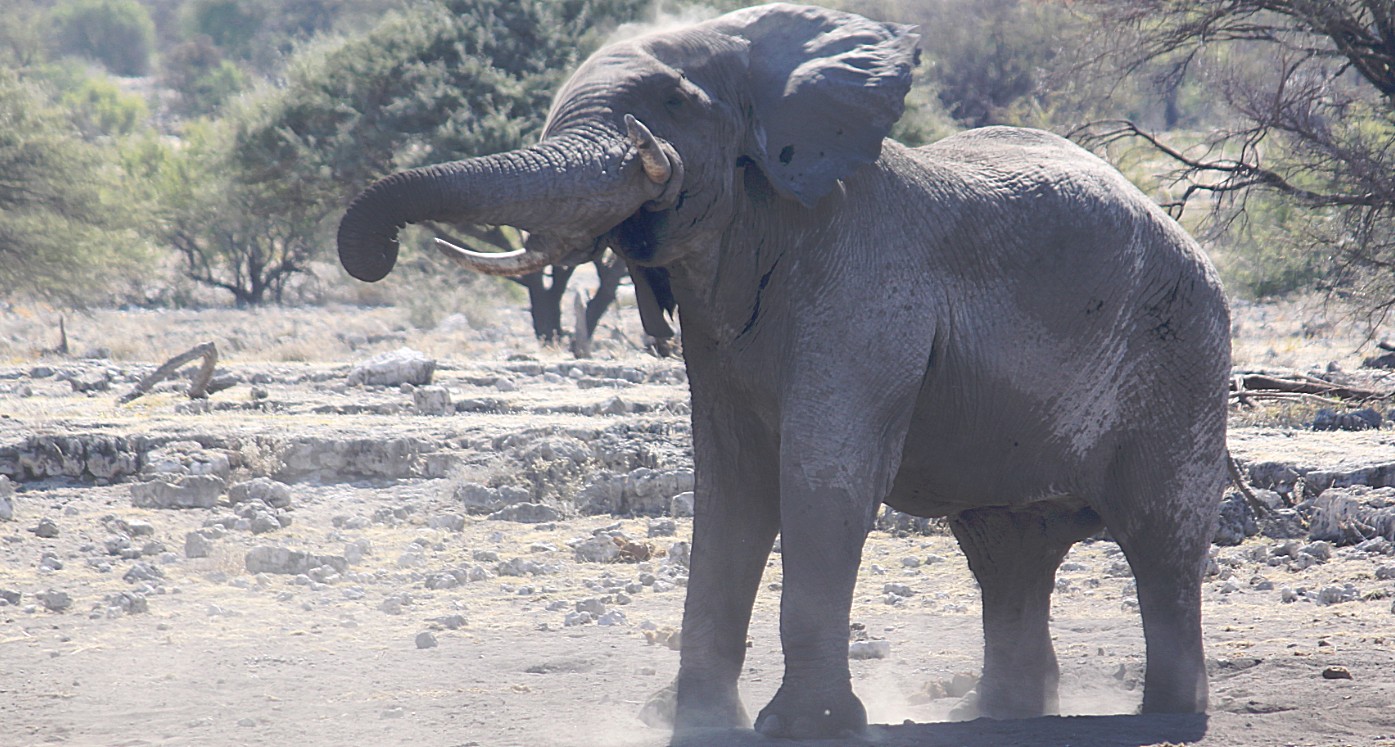 Namibie_Etosha4_2015_Img0049