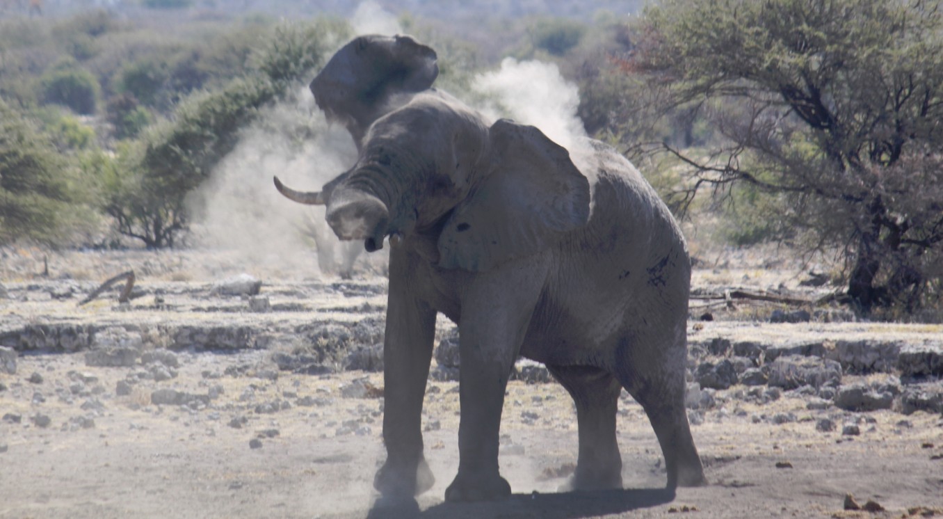 Namibie_Etosha4_2015_Img0050