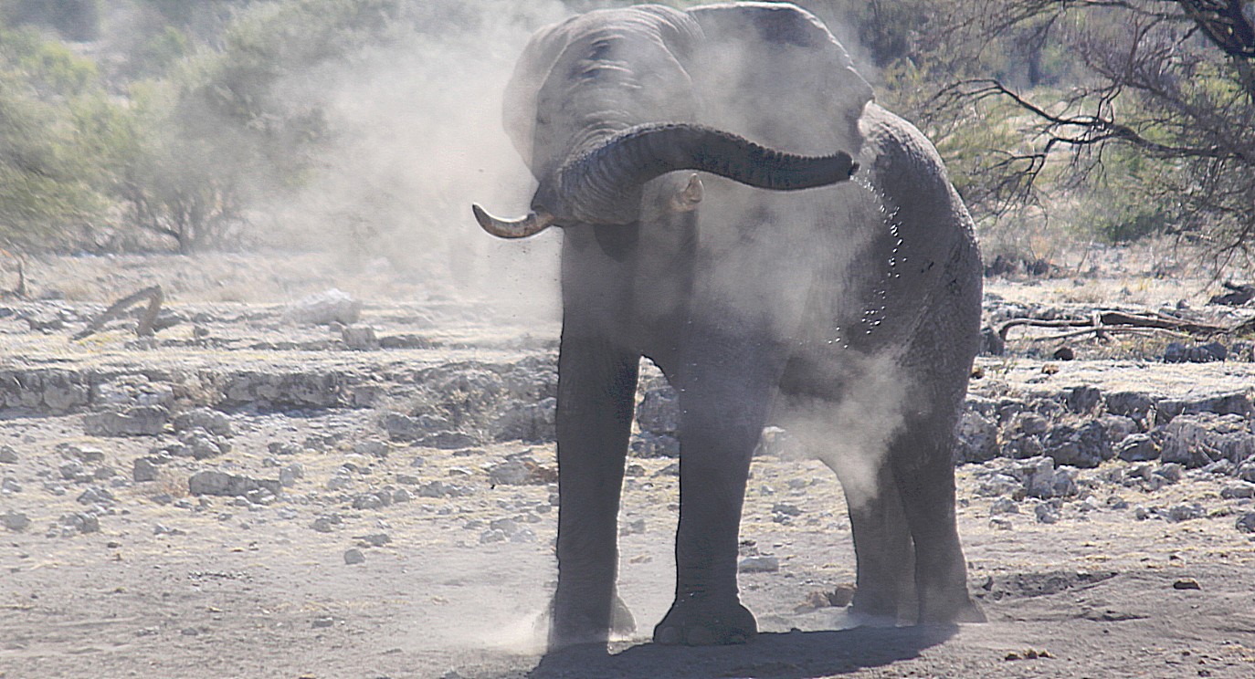 Namibie_Etosha4_2015_Img0051