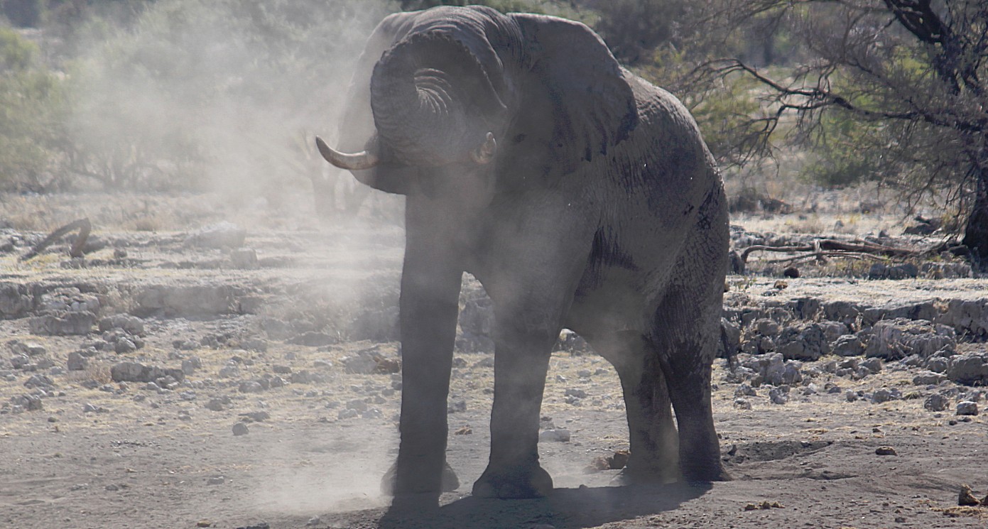 Namibie_Etosha4_2015_Img0053