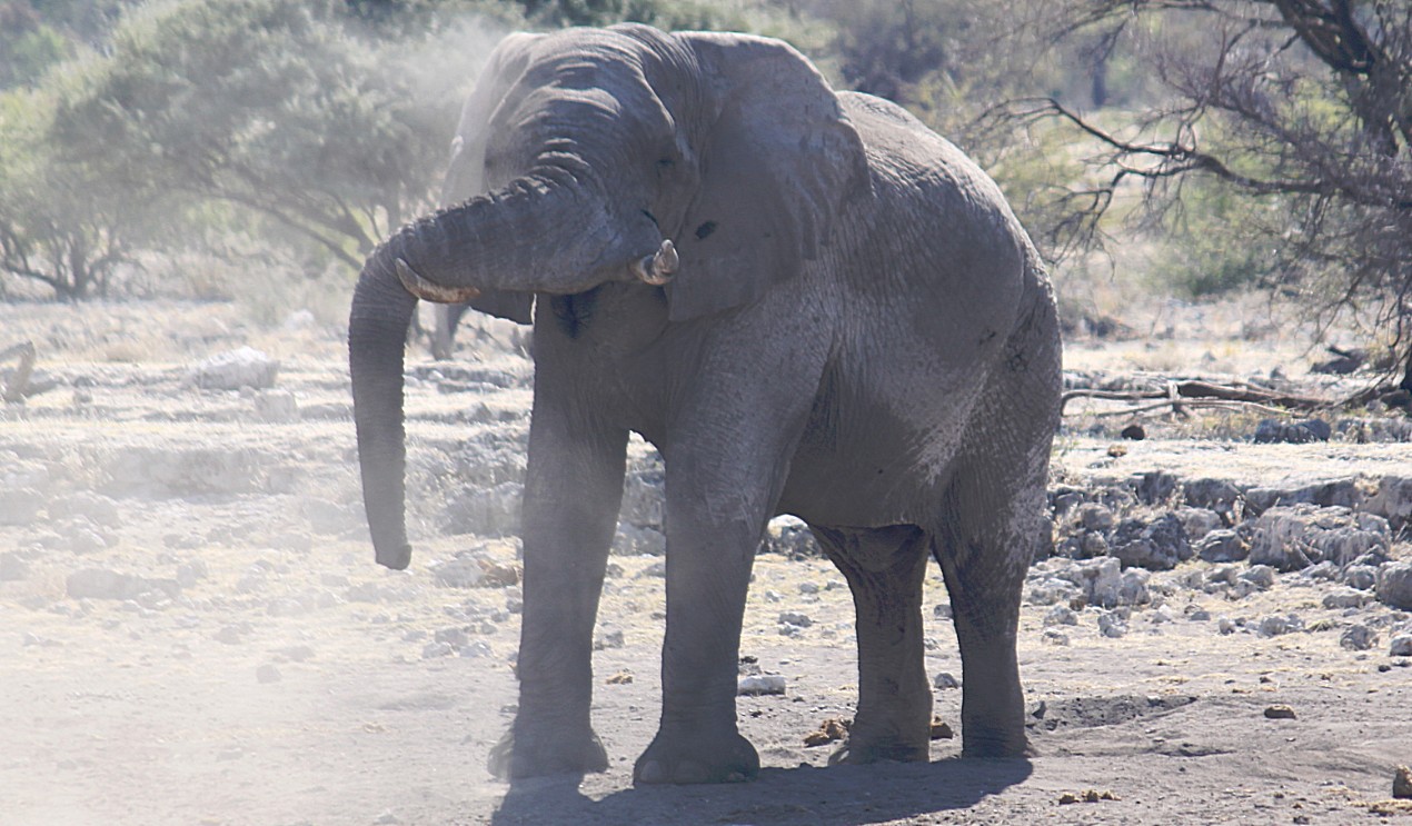 Namibie_Etosha4_2015_Img0054