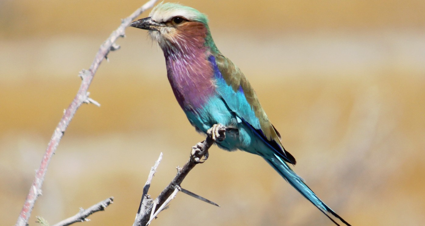 Namibie_Etosha4_2015_Img0056