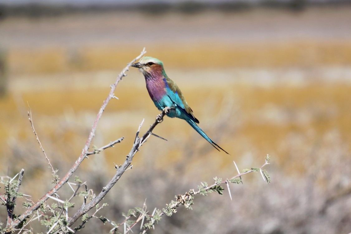 Namibie_Etosha4_2015_Img0057