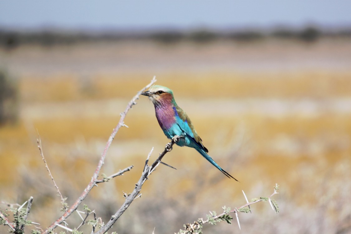 Namibie_Etosha4_2015_Img0058