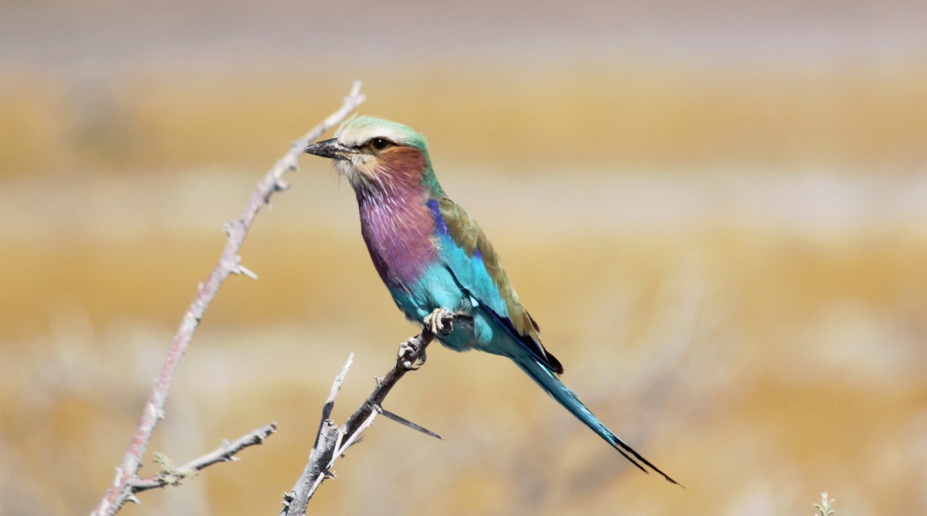 Namibie_Etosha4_2015_Img0059