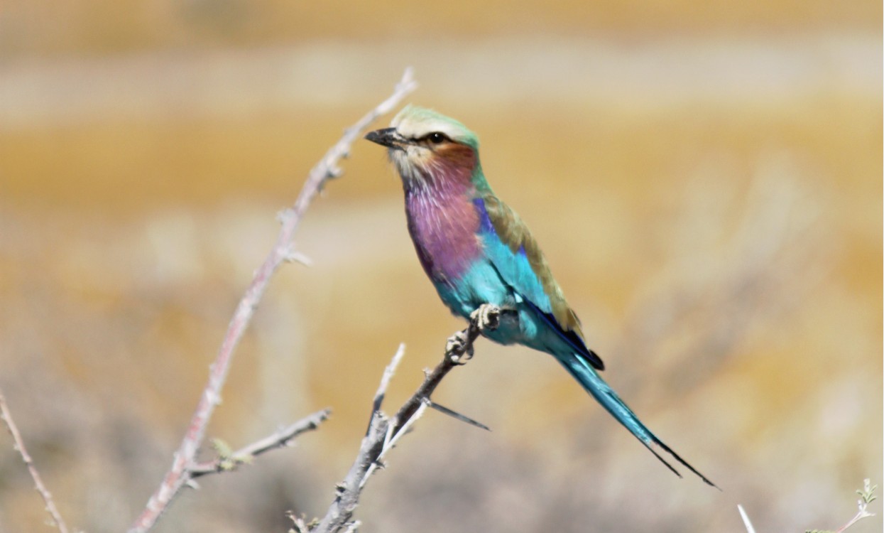 Namibie_Etosha4_2015_Img0060