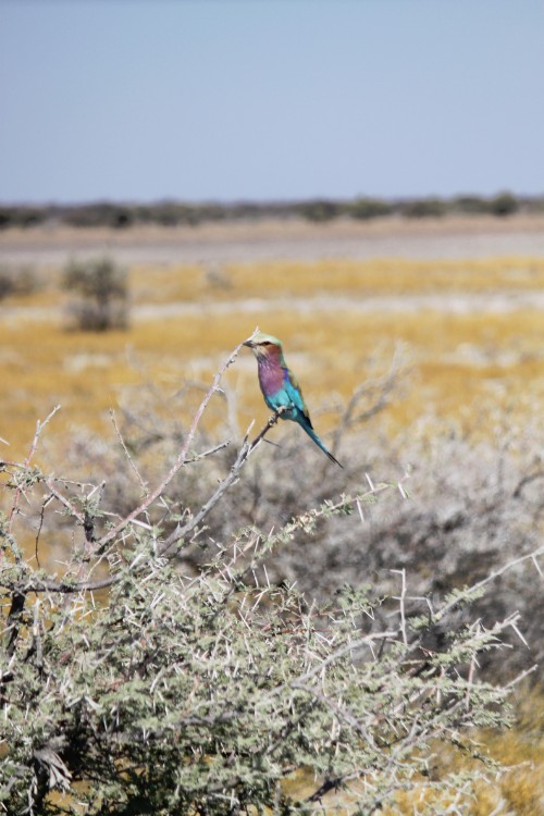 Namibie_Etosha4_2015_Img0062