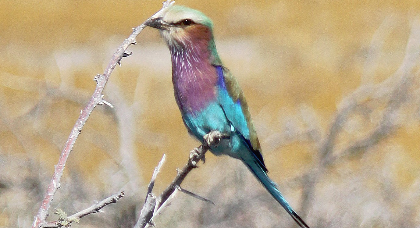 Namibie_Etosha4_2015_Img0063