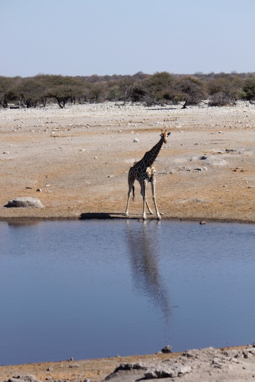 Namibie_Etosha4_2015_Img0067