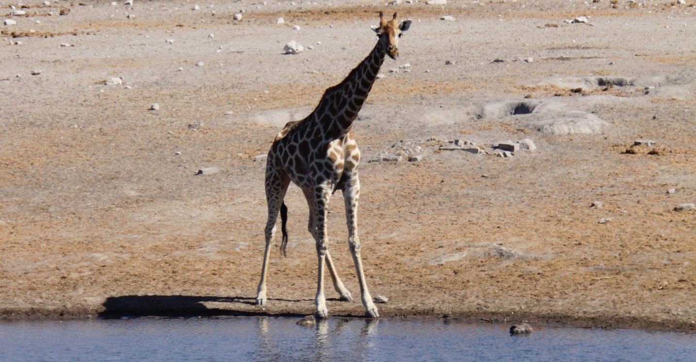 Namibie_Etosha4_2015_Img0068