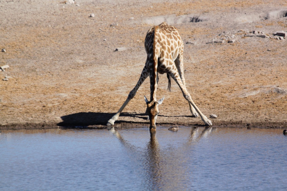 Namibie_Etosha4_2015_Img0069